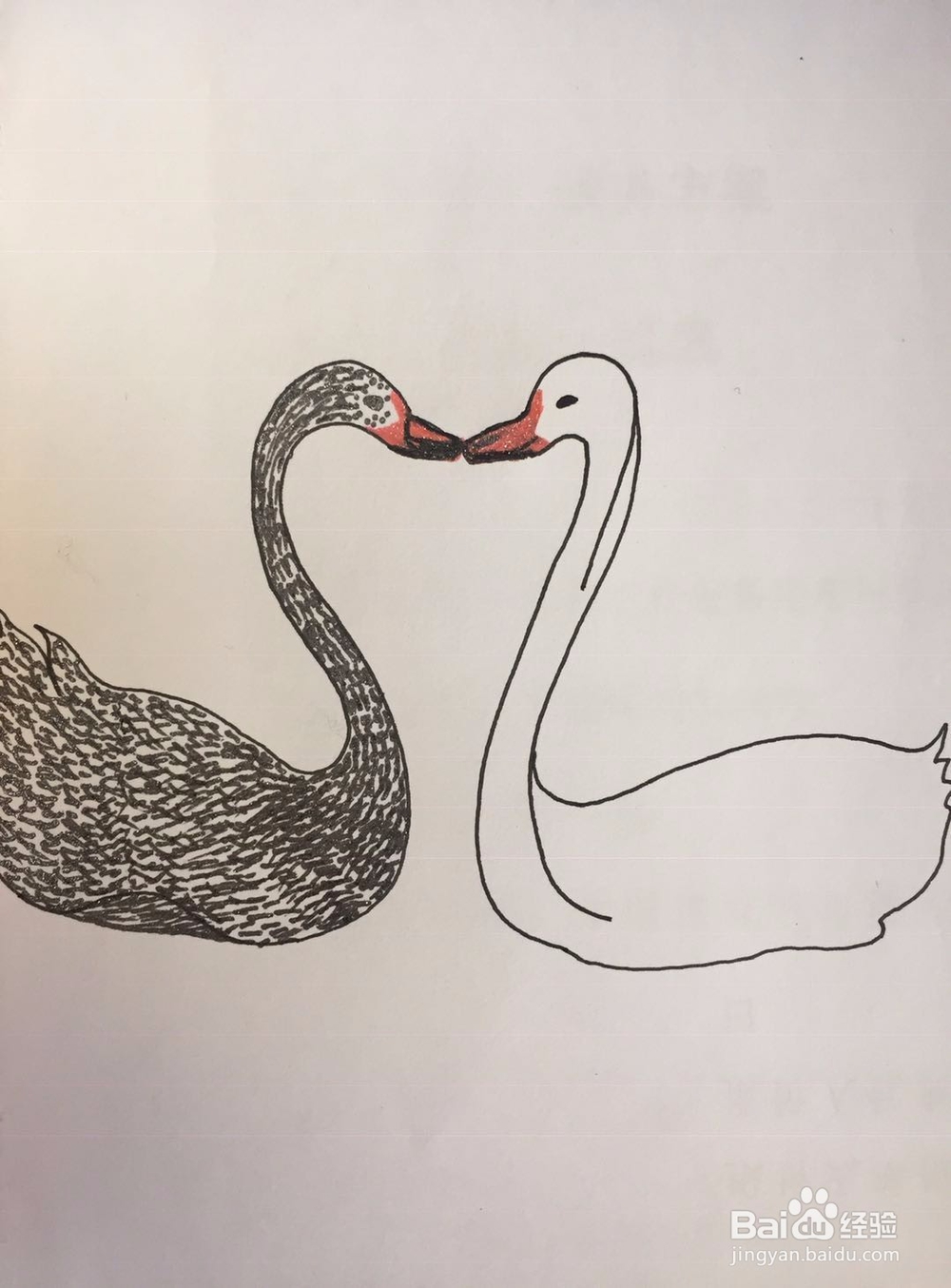 dxdll手绘之黑天鹅