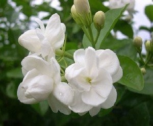 茉莉花地日常养护
