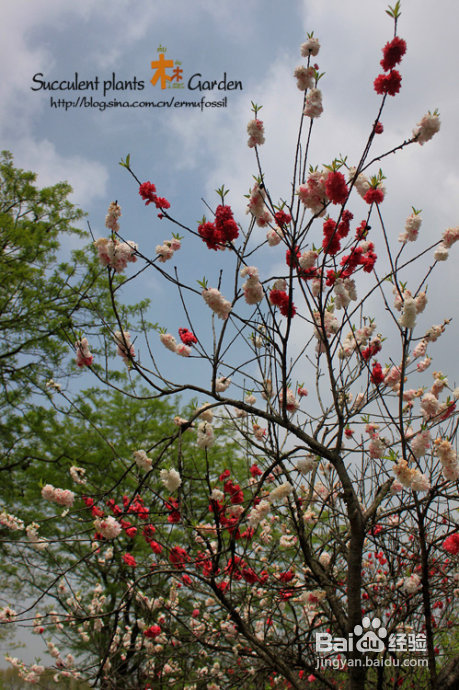 上海植物园（上）
