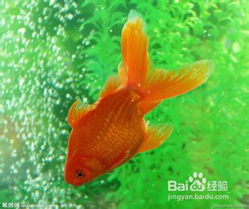 金鱼要怎么养