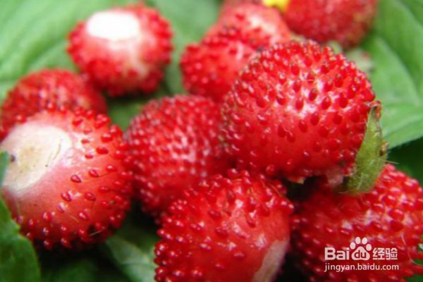 到定西一定要吃的10大美食