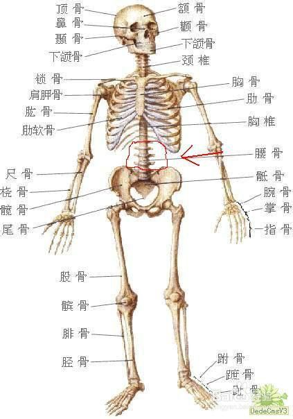 如何学习人体解剖生理学以及如何复习 百度经验