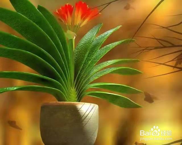 养君子兰,做好这几点,让叶片更加肥厚