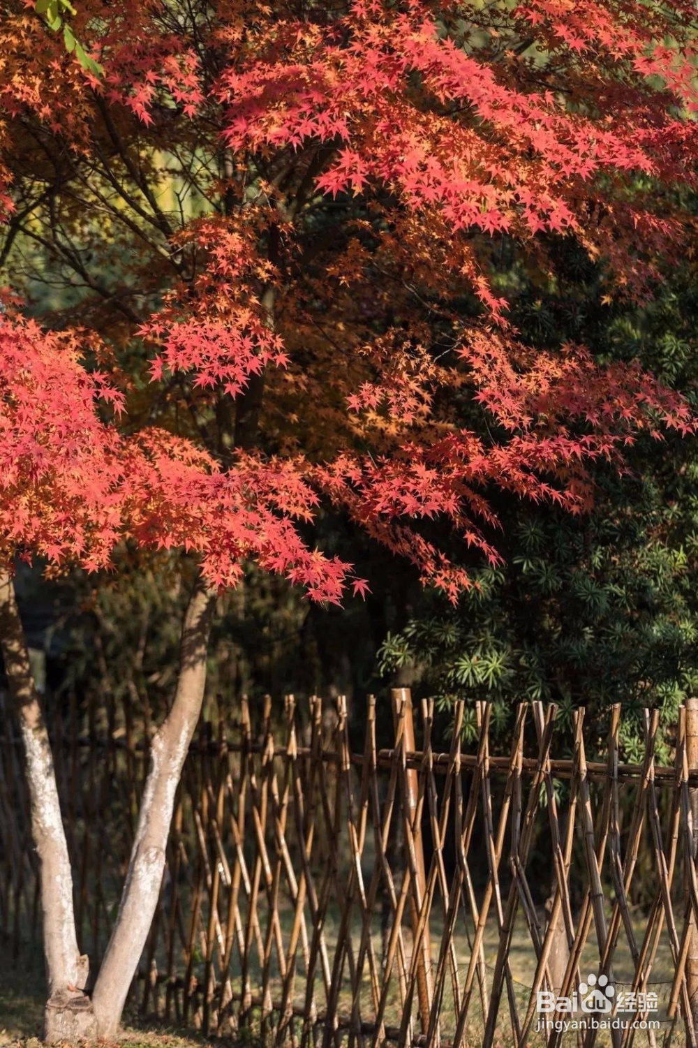 秋色渐浓,在香村遇见金色周庄