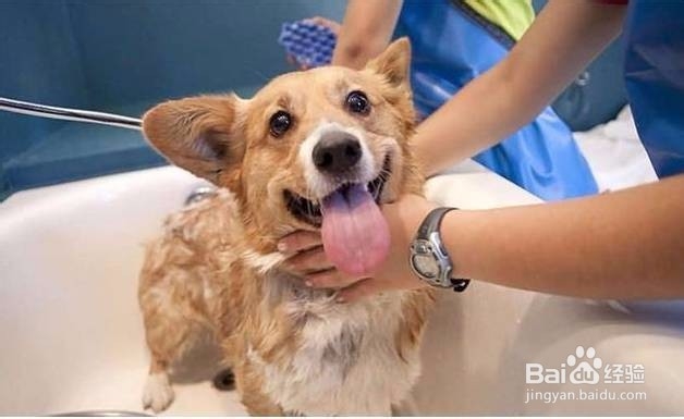 狗狗毛发干燥怎么办