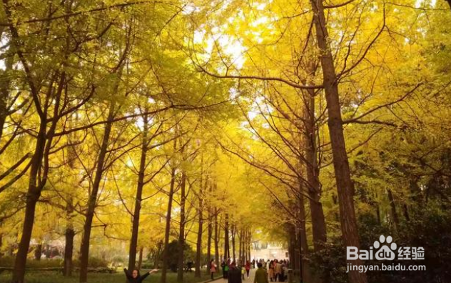 秋色怡人摄影可以拍些啥素材?