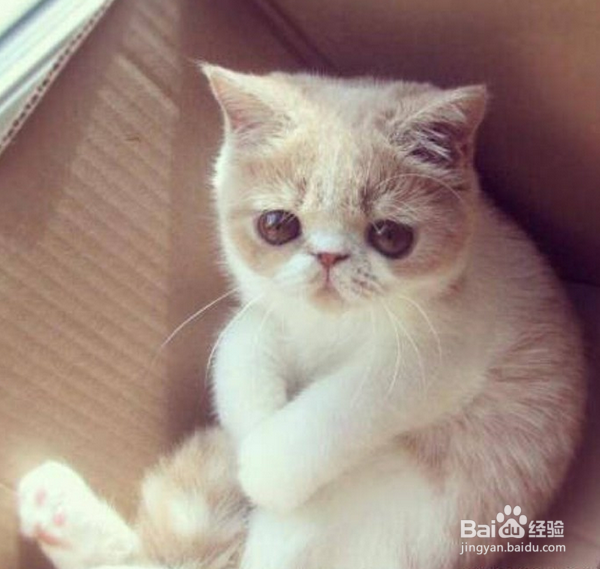 小猫咪得病了,果真是难受到了一个极点!