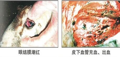 羊巴氏杆菌都有哪些症状