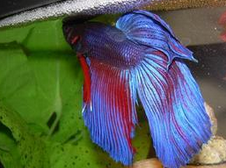 中国斗鱼怎么分辨公母