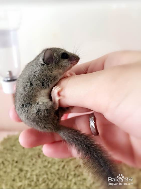 睡鼠怎么饲养？