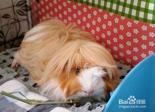 如何清洁荷兰猪