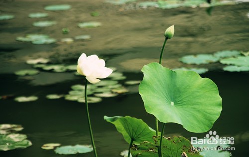 薏米粥的做法和功效