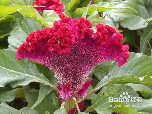 常见花卉图片及名称