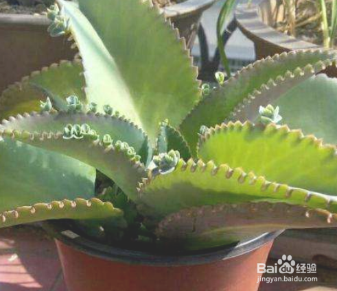 不死鸟的养殖方法