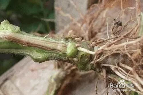 黄瓜重茬根腐怎么办:都有啥症状,应如何防治
