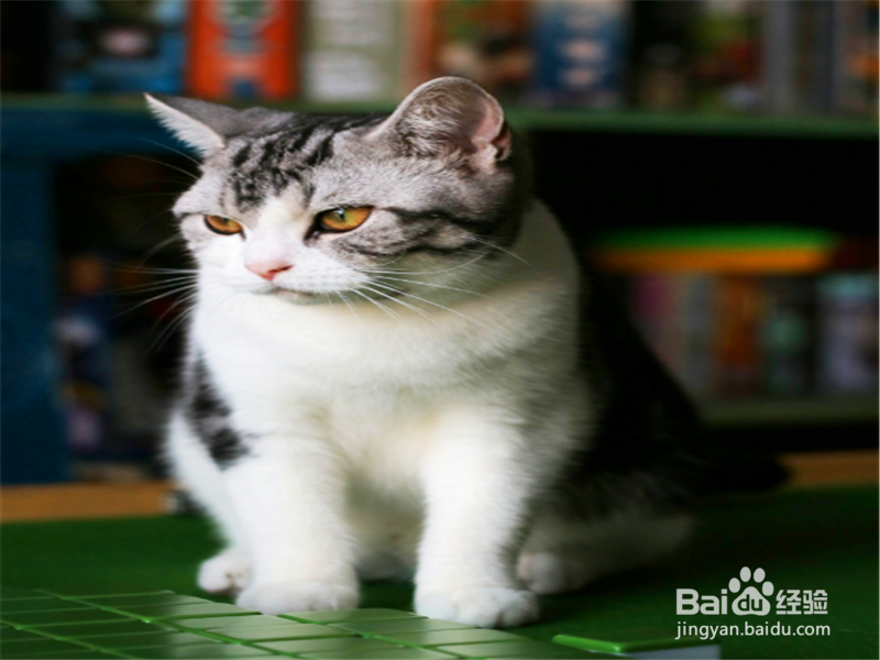 逗猫玩需要注意什么