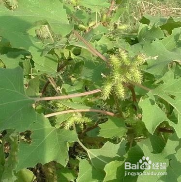 治疗足跟痛的民间偏方