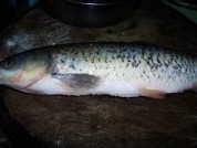 如何做浇汁菊花鱼