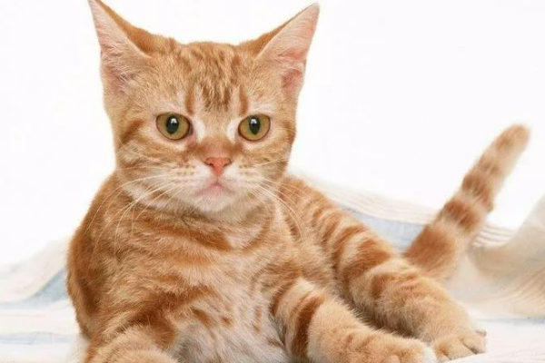 猫咪肉芽肿会死吗