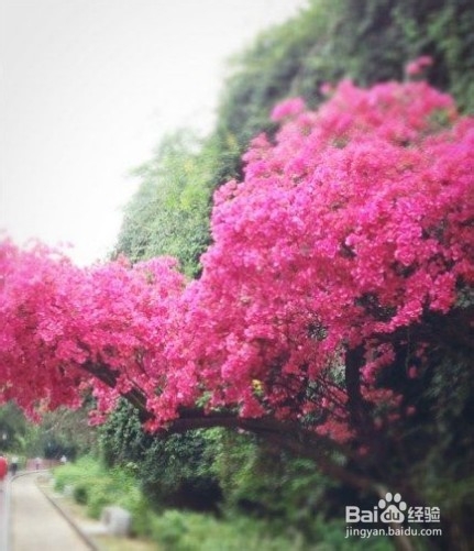 全世界最浪漫的铁路之一厦门铁路公园