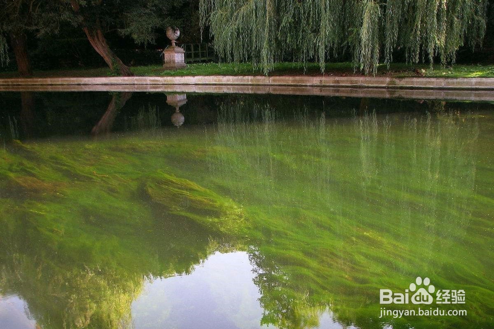 如何调控养殖池塘混浊水色