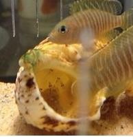 贝鱼的做法大全