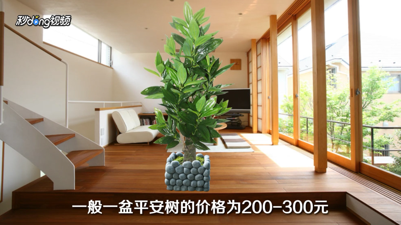 室内大型盆栽植物