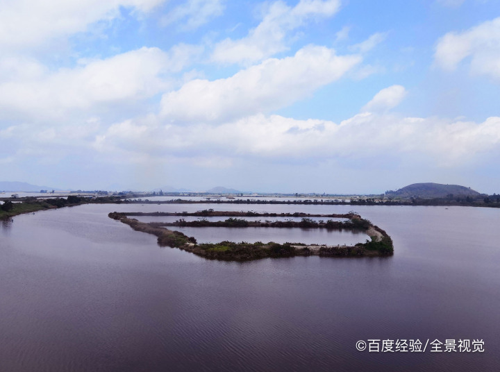 黄鸭叫怎么养殖