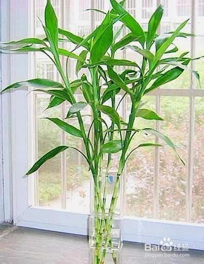 怎么养富贵竹才不会黄叶