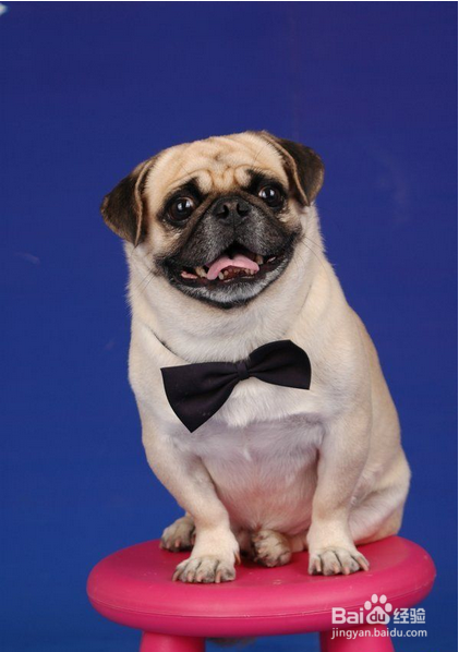 发育期八哥犬的喂养