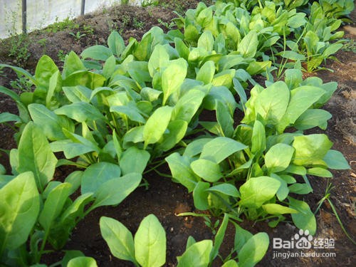 阳台如何种植菠菜