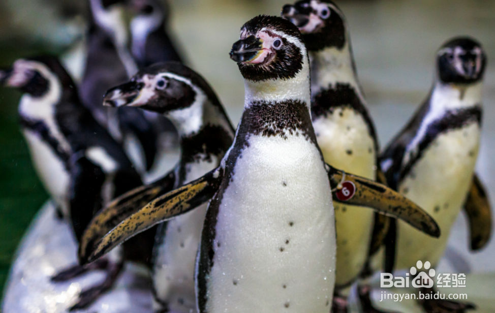 武汉东湖海洋乐园攻略