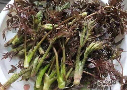 嫩楤木芽炒鸡蛋