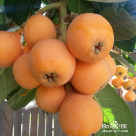 琵琶水果怎么保存