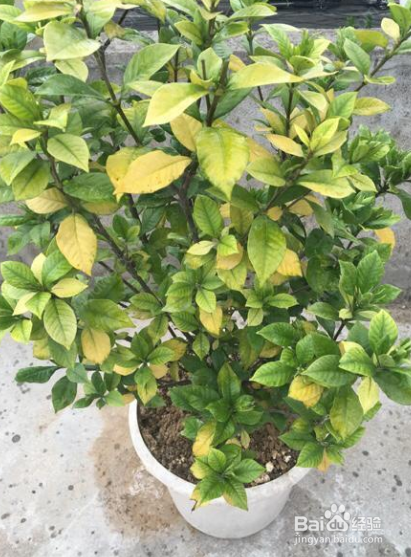 刚买回来的栀子花叶子蔫了怎么办