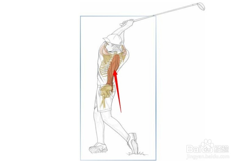 高尔夫球训练：[2]相关肌肉图2
