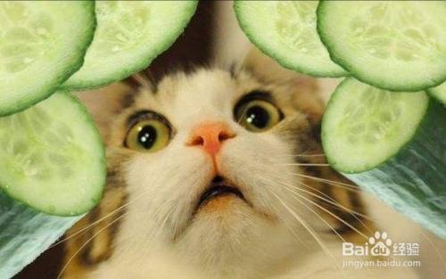 猫咪为什么怕黄瓜呢