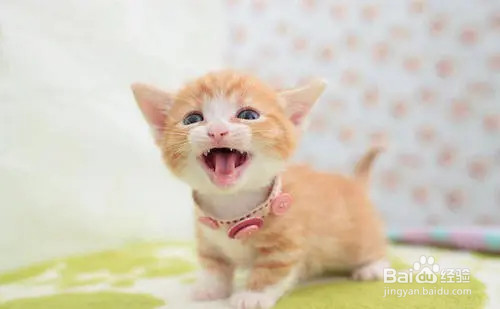 小猫护食特别凶怎么办