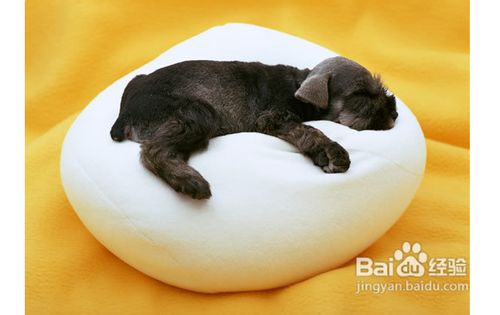 冬季幼犬护理