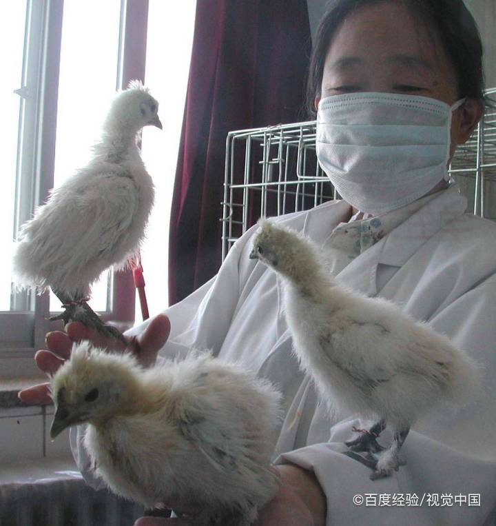孕产妇能吃乌鸡吗