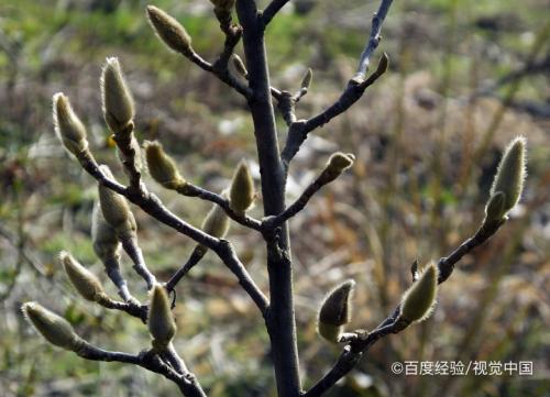 山鸡谷草有什么作用