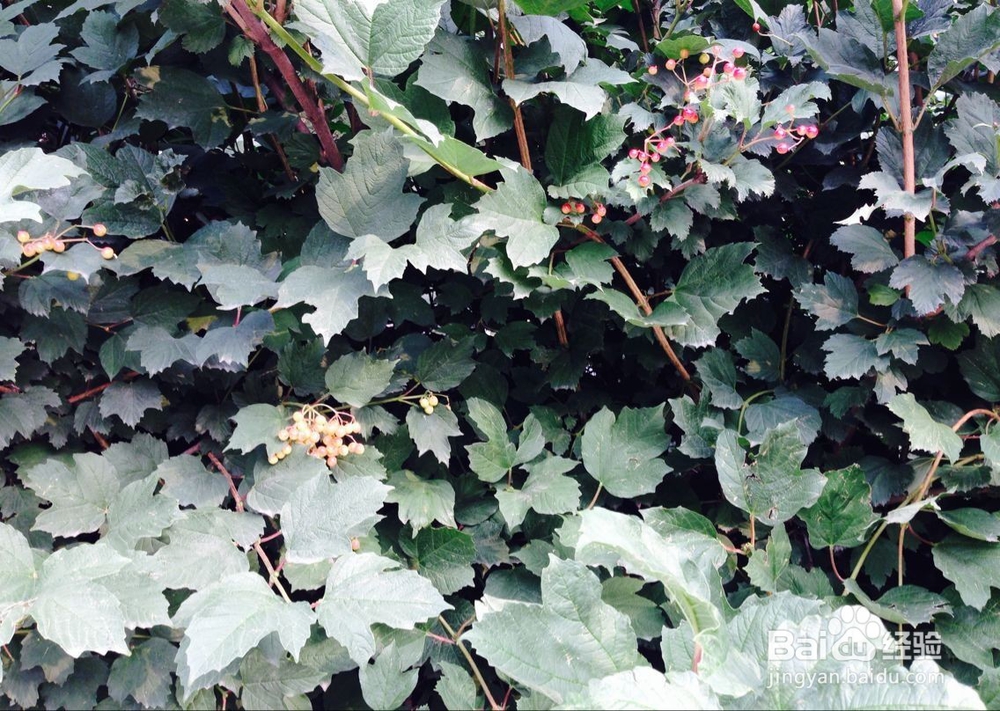 惹父母生气怎么办?