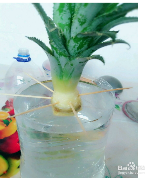 教你怎么在阳台种菠萝