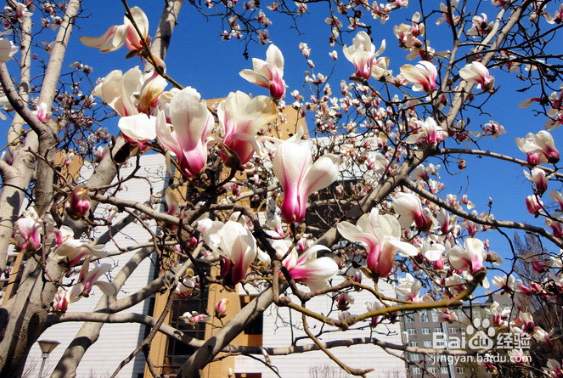 望春玉兰繁殖的操作方法