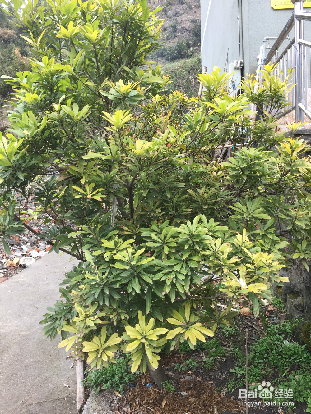 养植物的小情调