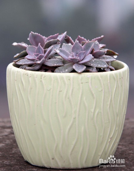 如何养好多肉植物初恋