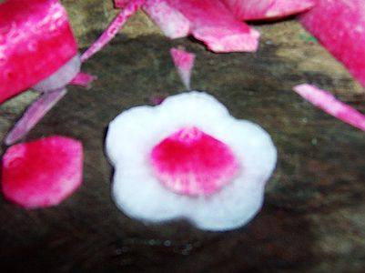 蜜汁柠香萝卜，味道真的棒极了