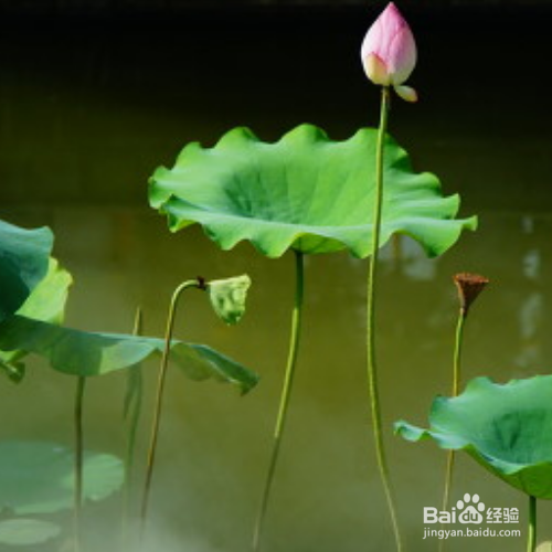 荷花怎么盆栽
