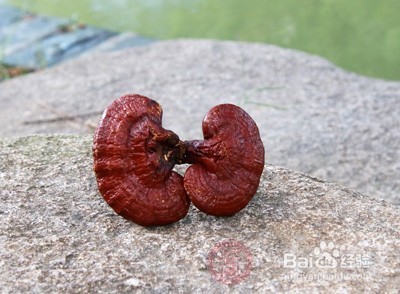 灵芝孢子粉怎么服用好