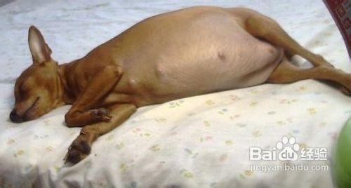 狗狗呕吐的常见原因及对策